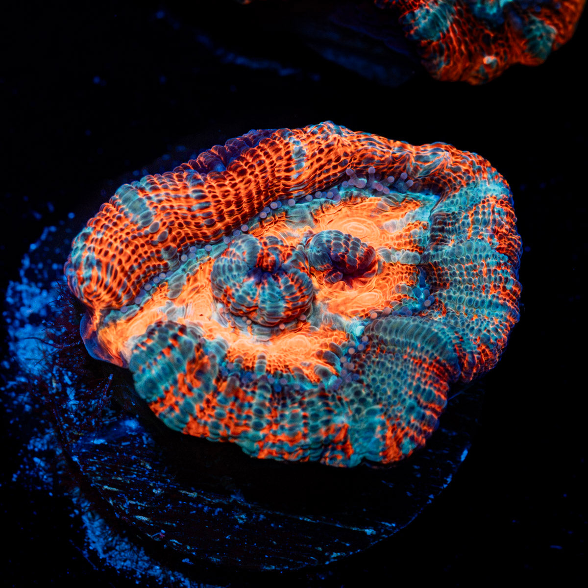 Tsunami Wilsoni Coral