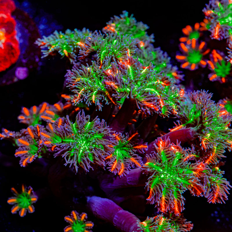 ARC Firework Clove Polyp Coral with colony growth in reef aquarium