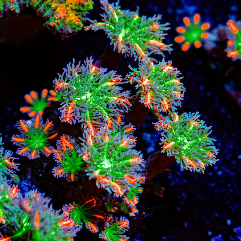 ARC Firework Clove Polyp Coral with colony growth in reef aquarium