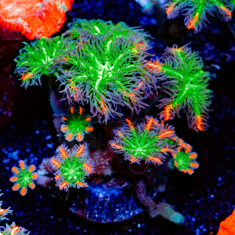 ARC Firework Clove Polyp Coral with colony growth in reef aquarium