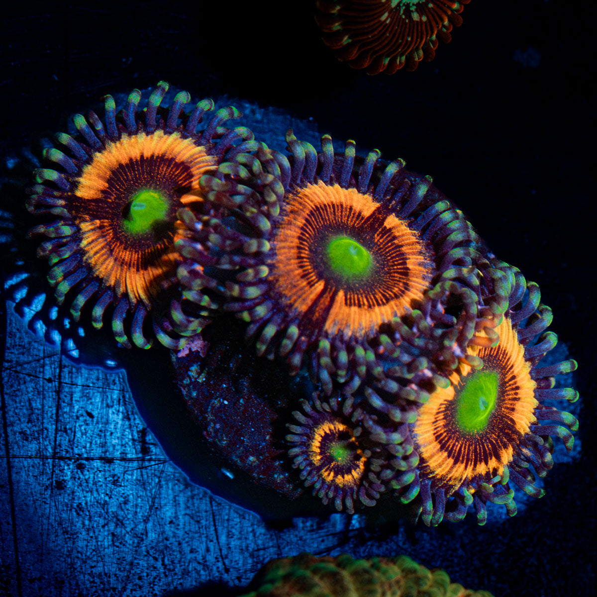 Everlasting Gobstopper Zoanthid Coral