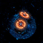 Valkyries Zoanthid Coral