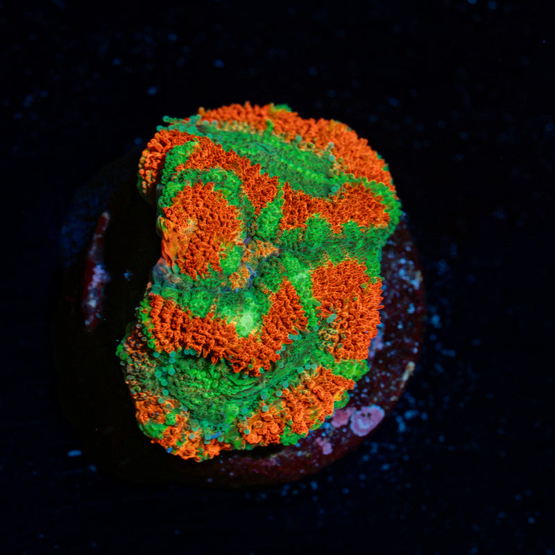 Captain Hook Acan Coral with fleshy polyps in reef aquarium