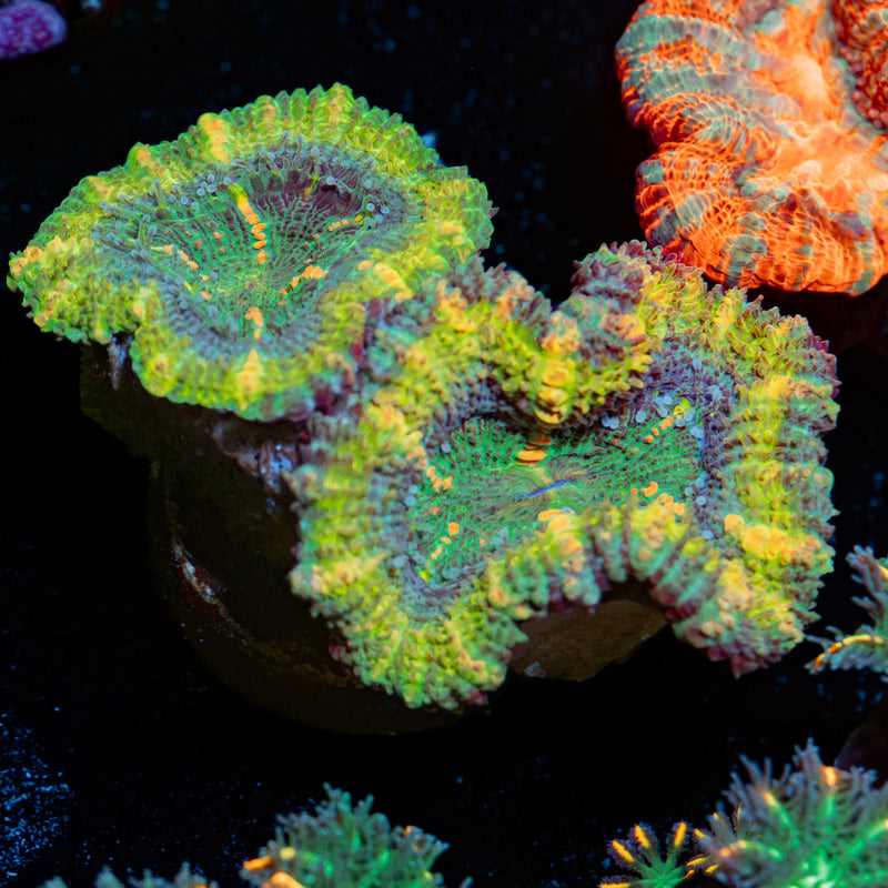 Acan Coral with fleshy polyps in reef aquarium