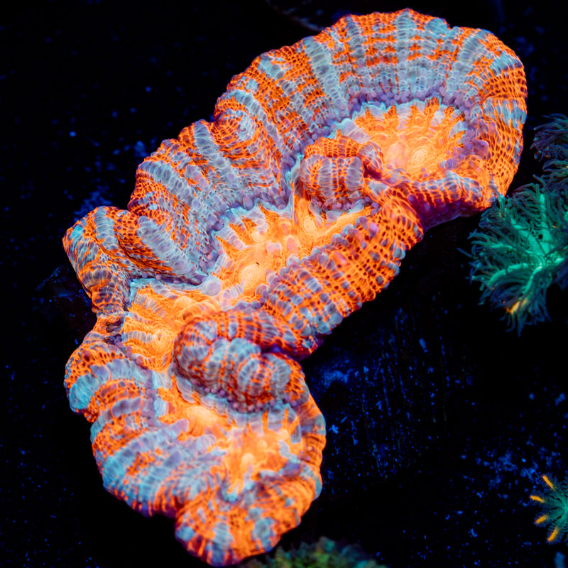 Tsunami Wilsoni Coral with fleshy open polyp in reef aquarium