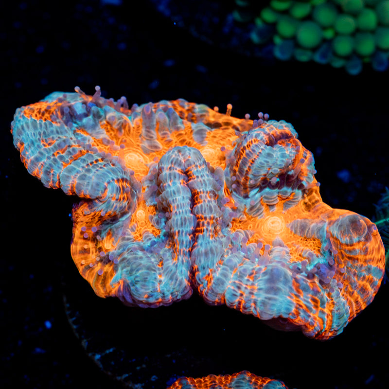 Tsunami Wilsoni Coral with fleshy open polyp in reef aquarium