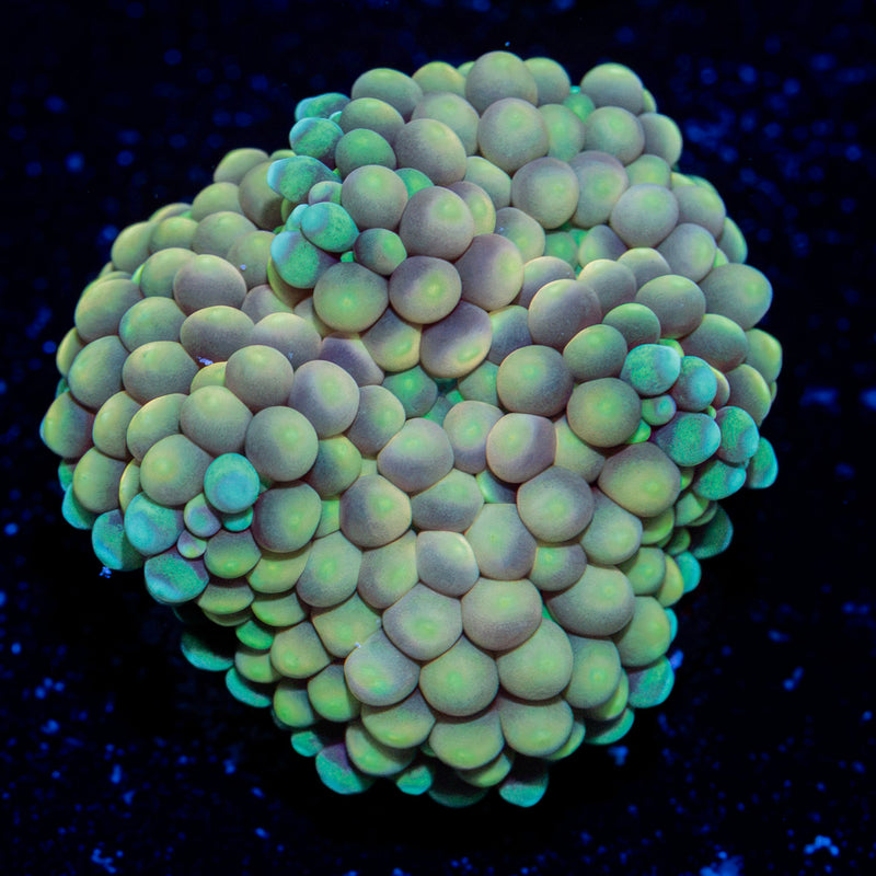 Ricordea Mushroom Coral with mushroom disc in reef aquarium