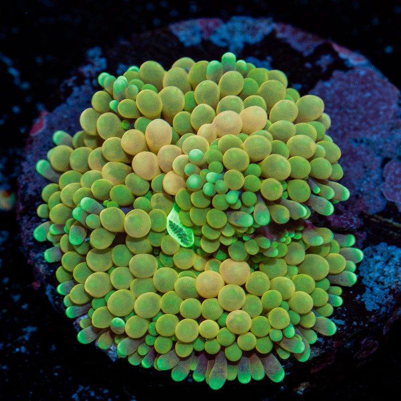 Ricordea Mushroom Coral with mushroom disc in reef aquarium