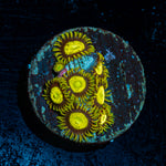 King Midas Zoanthid coral