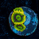 Rainbow Yoda's Zoanthid Coral