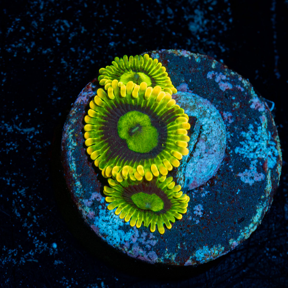 Rainbow Yoda's Zoanthid Coral