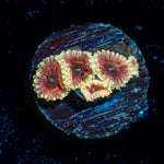 Dark Side Lunar Zoanthid Coral