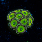 Candy Apple Green Zoanthid Coral
