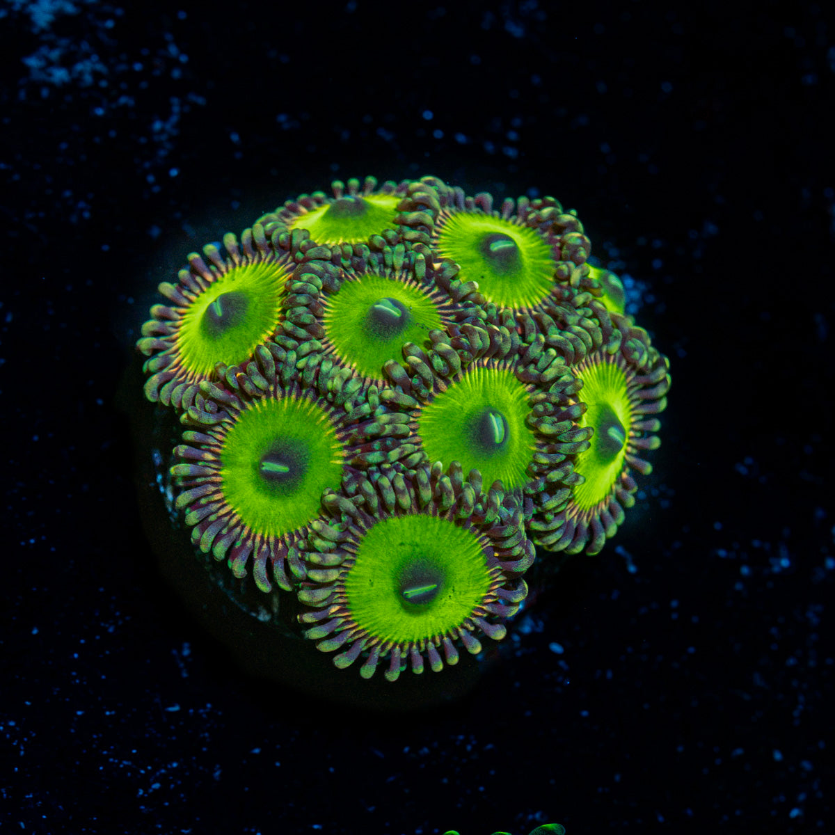 Candy Apple Green Zoanthid Coral