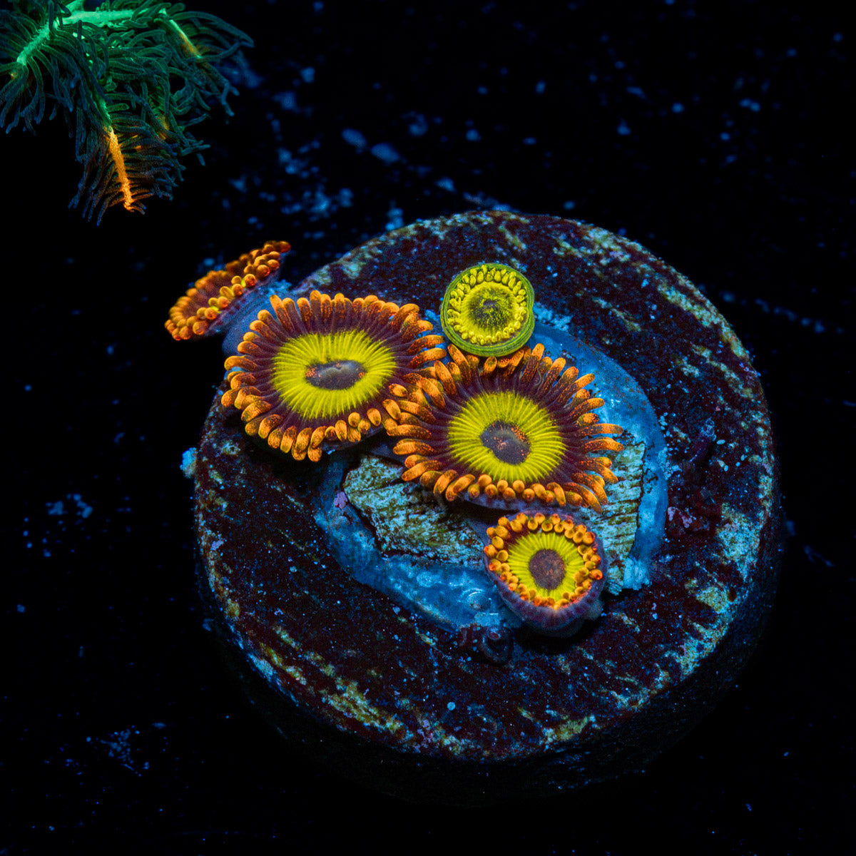 Zoanthid Combo