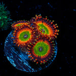 Bowsers Zoanthid Coral