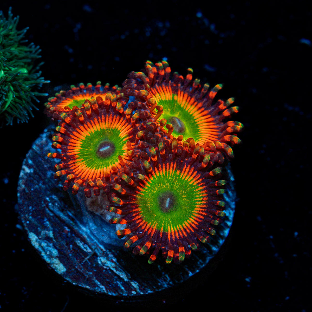 Bowsers Zoanthid Coral