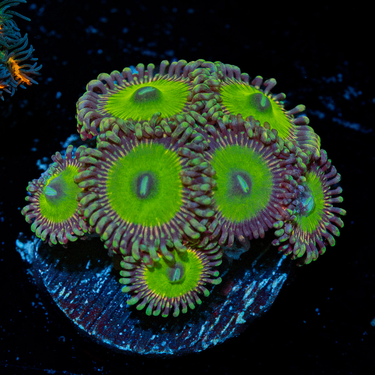 Candy Apple Green Zoanthid Coral