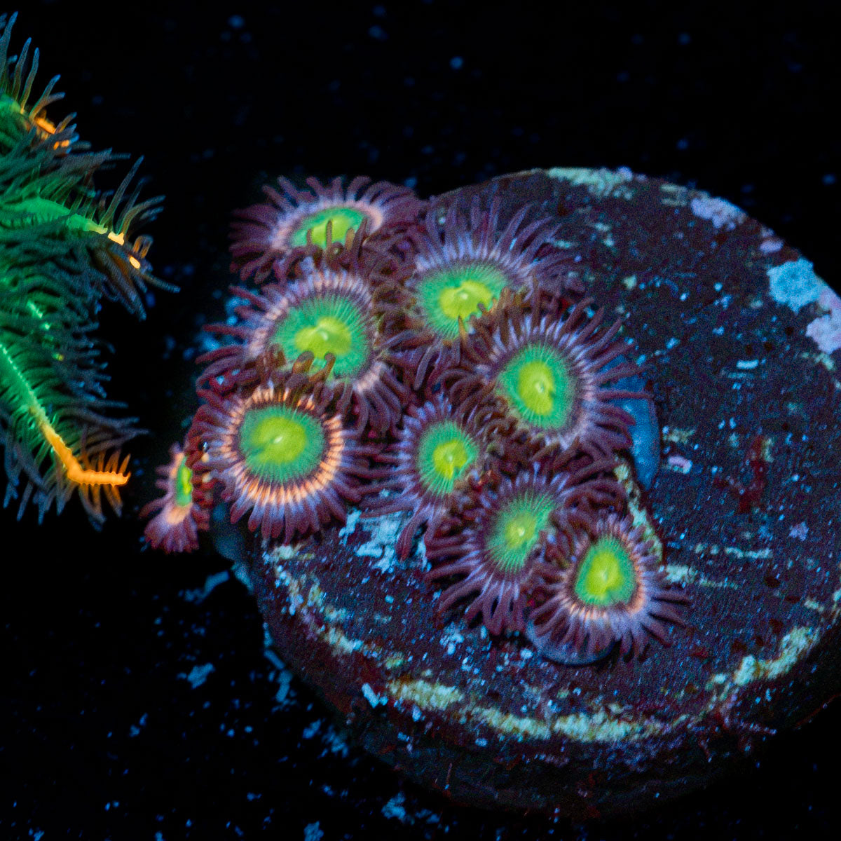 Plasma Zoanthid Coral