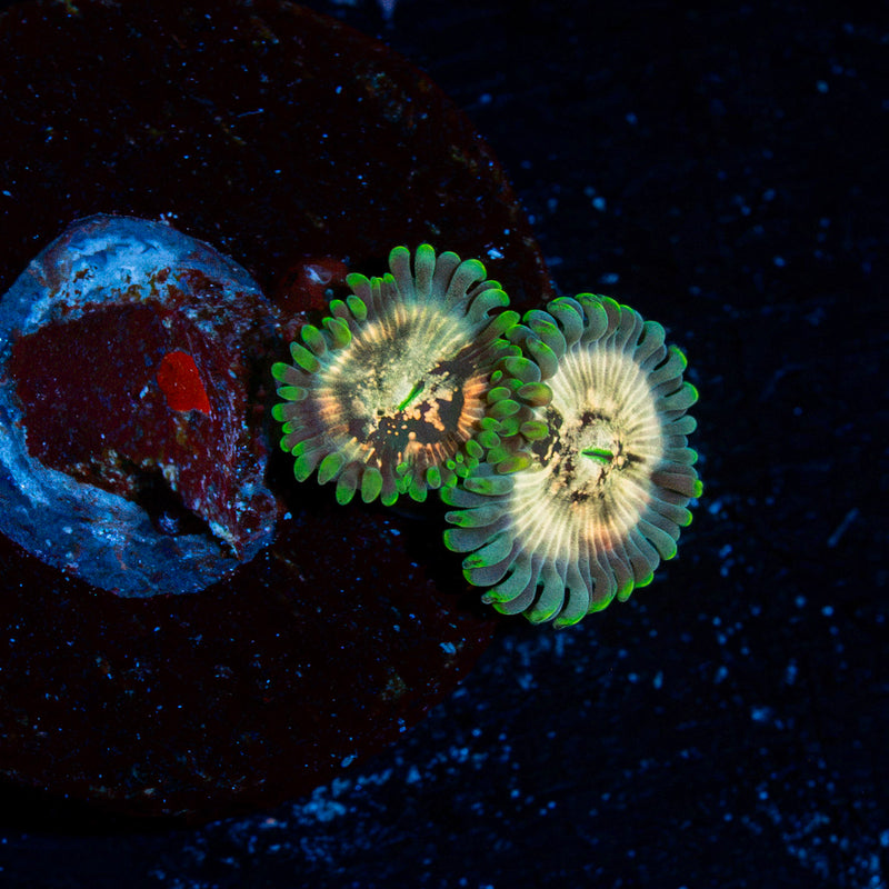 Milky Way Zoanthids Coral colony growth in reef aquarium
