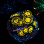Tutti Friuty Zoanthids Coral