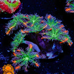 ARC FireWork Clove Polyps Coral
