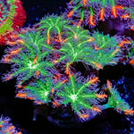 ARC FireWork Clove Polyps Coral