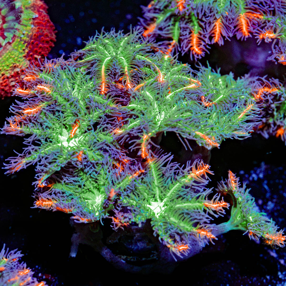 ARC FireWork Clove Polyps Coral