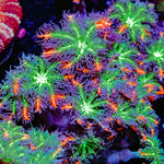 ARC FireWork Clove Polyps Coral