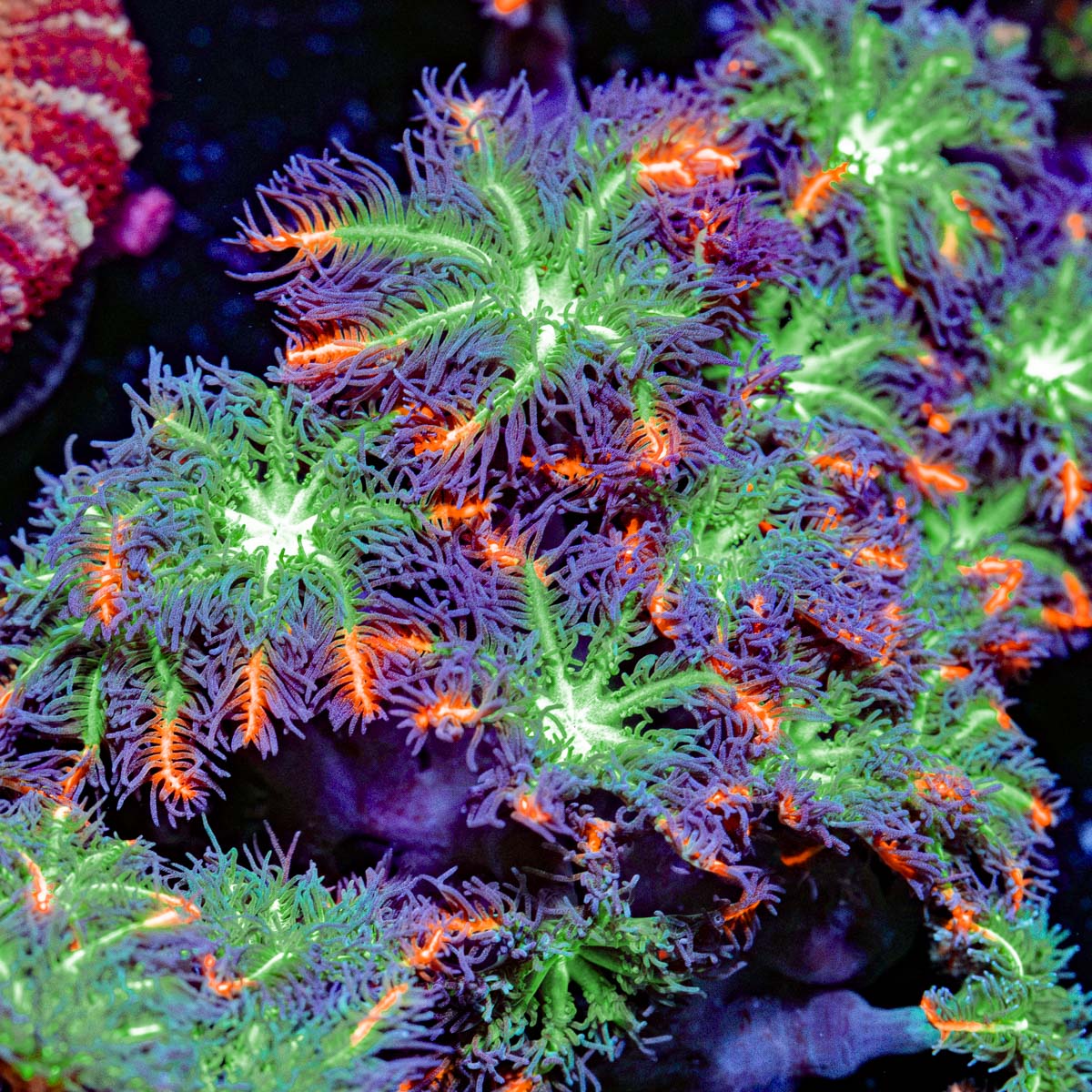 ARC FireWork Clove Polyps Coral