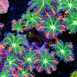 ARC FireWork Clove Polyps Coral