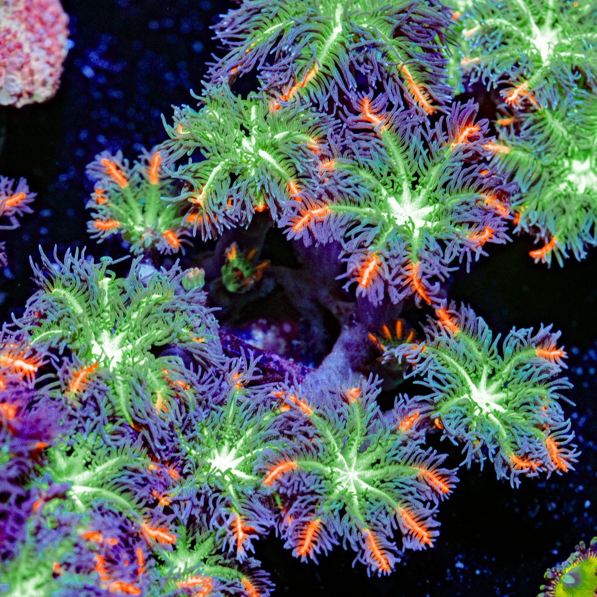 ARC FireWork Clove Polyps Coral