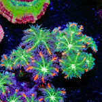 ARC FireWork Clove Polyps Coral