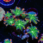 ARC FireWork Clove Polyps Coral