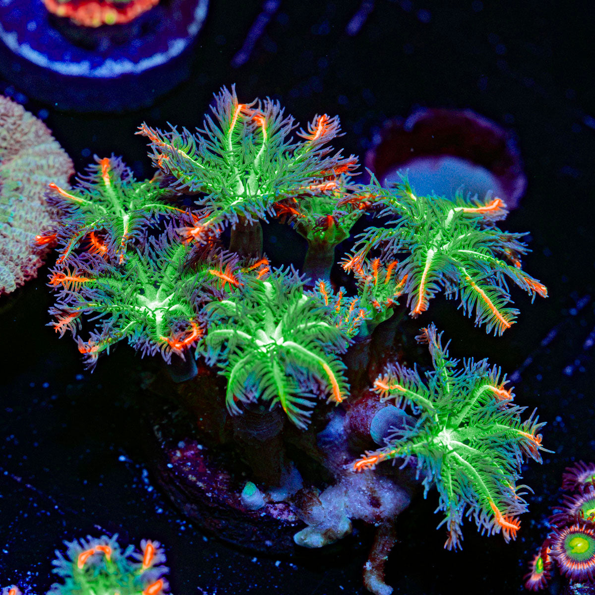 ARC FireWork Clove Polyps Coral