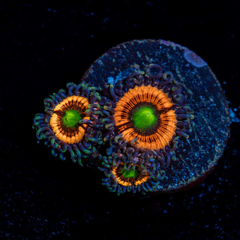Gobstoppers Zoanthid Coral colony growth in reef aquarium