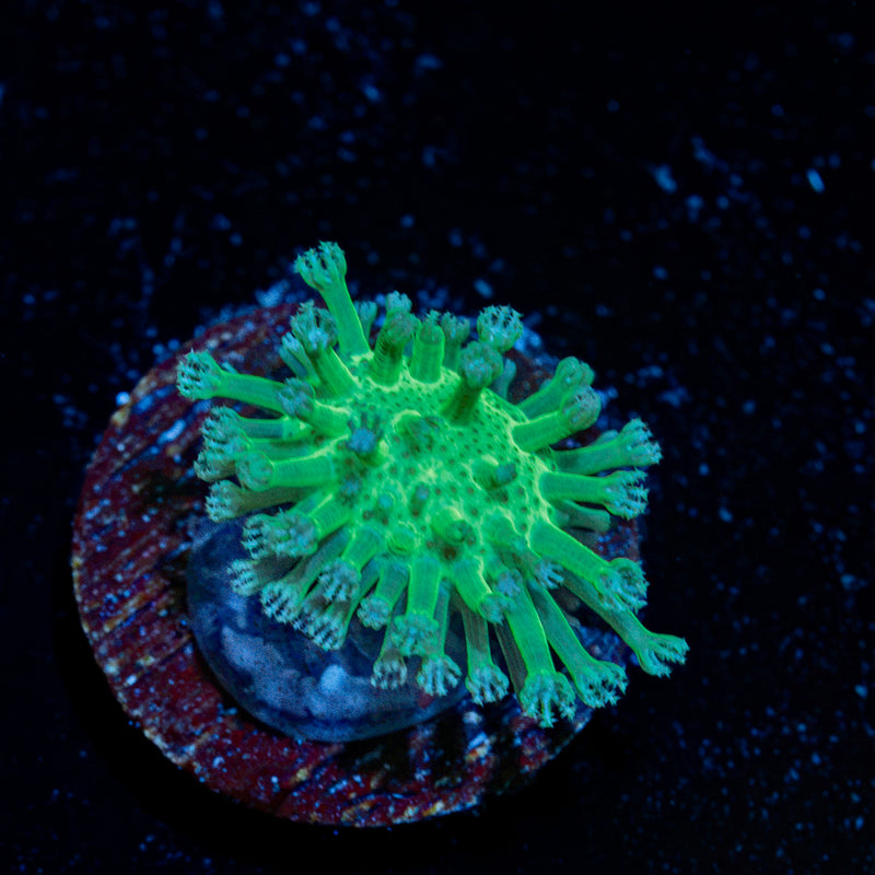 Neon green Toadstool Leather Coral with mushroom disc in reef aquarium