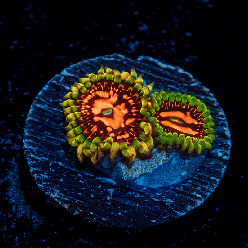 Flaming Mohican Zoanthid Coral colony growth in reef aquarium