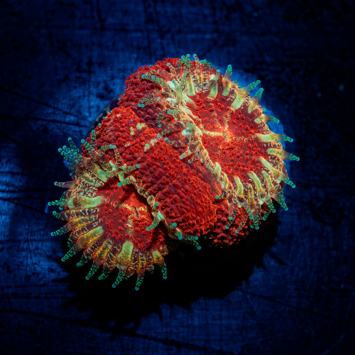 Blood Moon Acans Coral