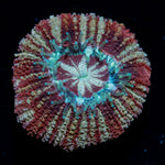 Koola Eye Asian Acan Coral