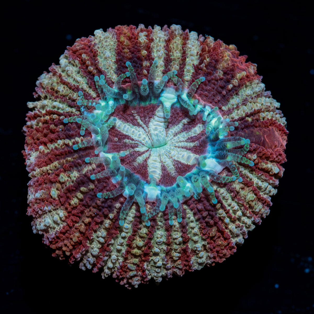 Koola Eye Asian Acan Coral