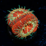 Blood Moon Acans Coral