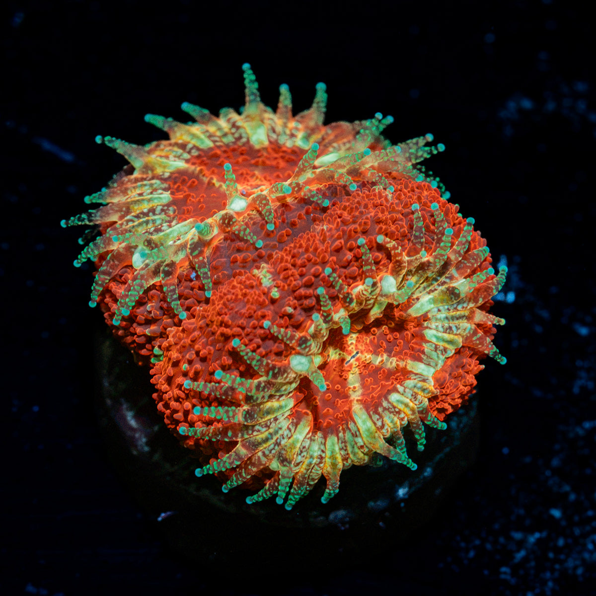Blood Moon Acans Coral