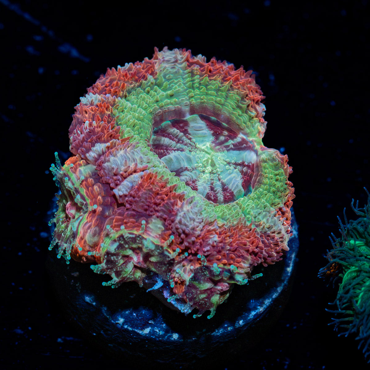 Pirates Hunter Asian Acan Coral