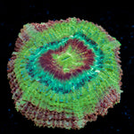 Chomper Asian Acan Coral