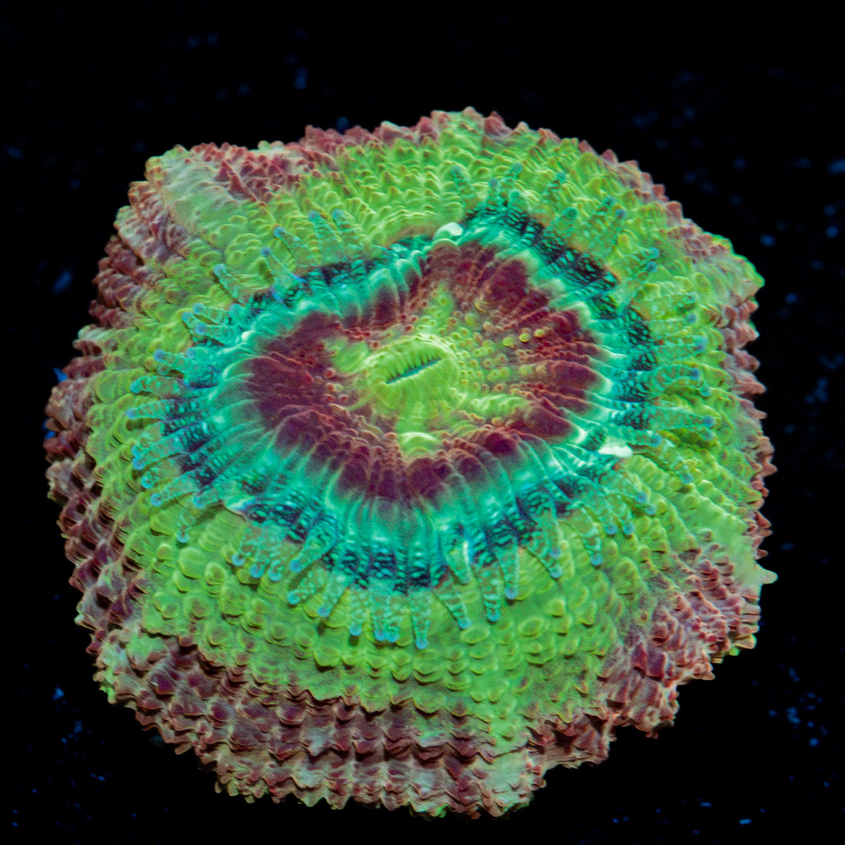 Chomper Asian Acan Coral
