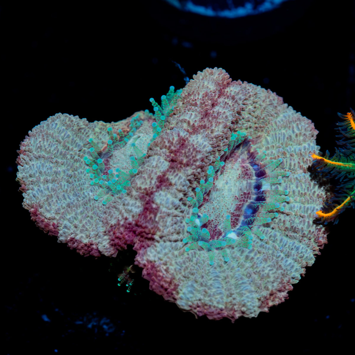 Moonlight Asian Acan Coral