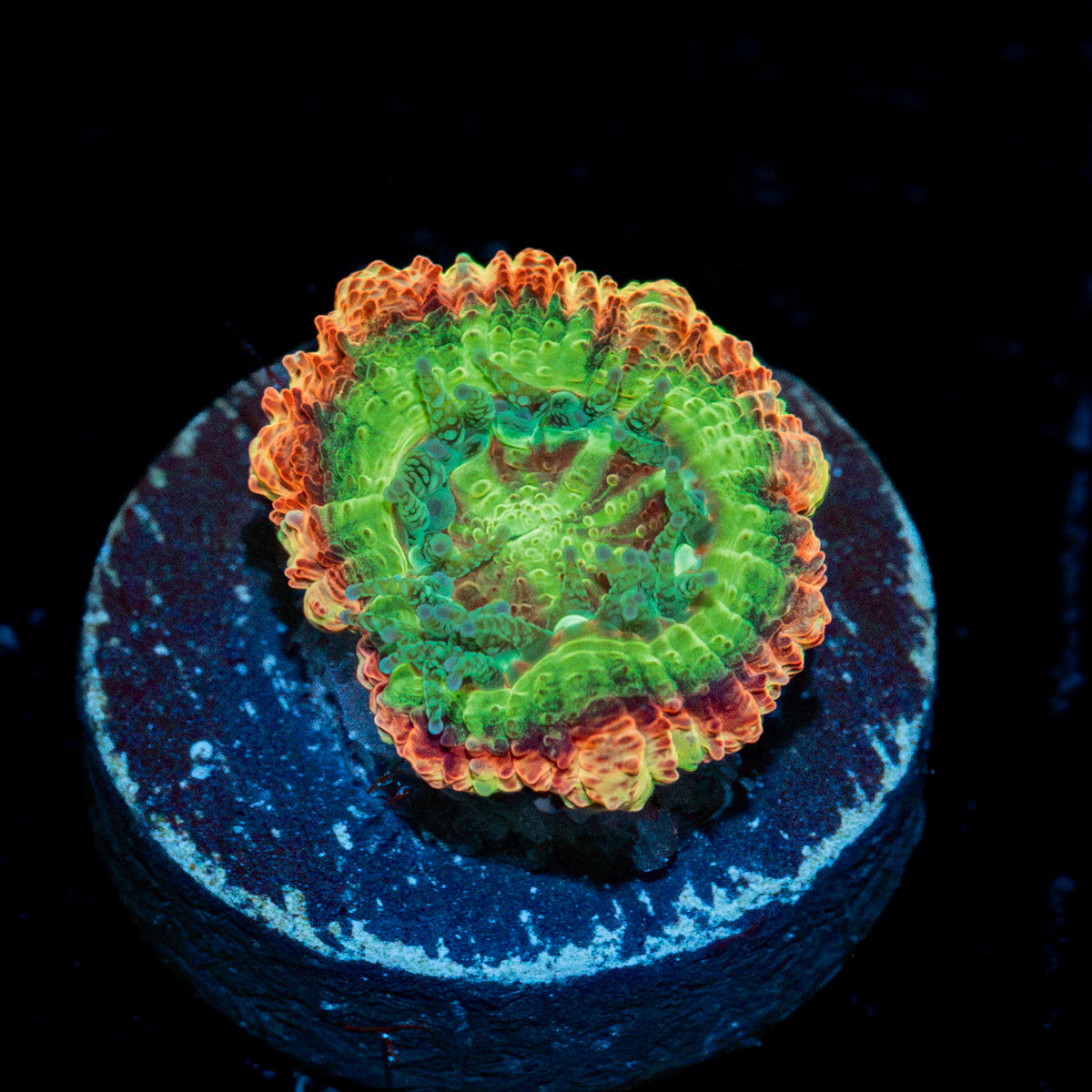 Chomper Asian Acan Coral