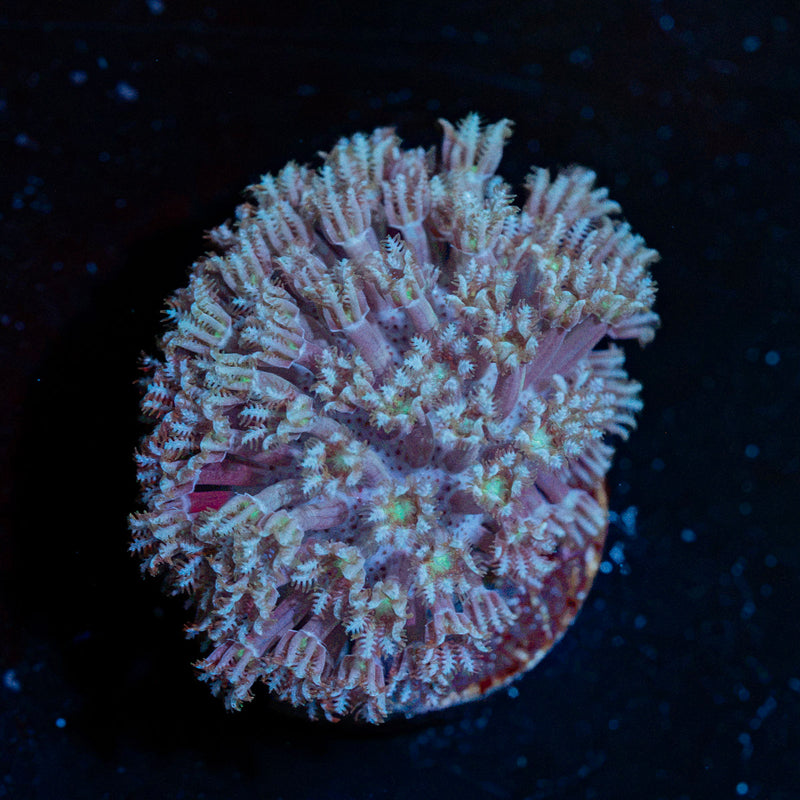 Classic Toadstool Leather Coral with smooth cap in reef aquarium