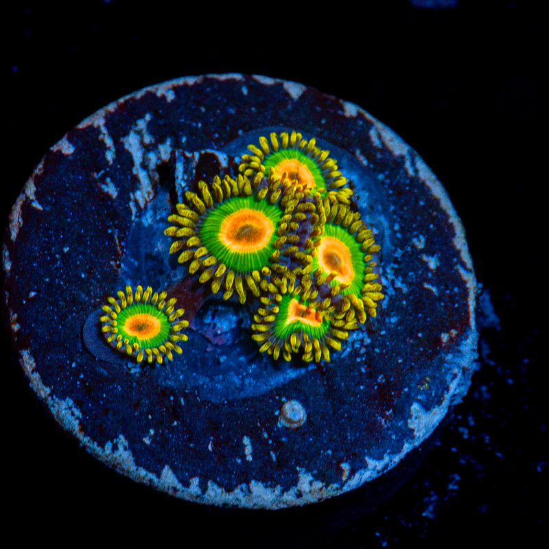 Rasta Zoanthid coral colony growth in reef aquarium